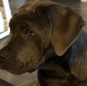 Meet your Posher, Josh